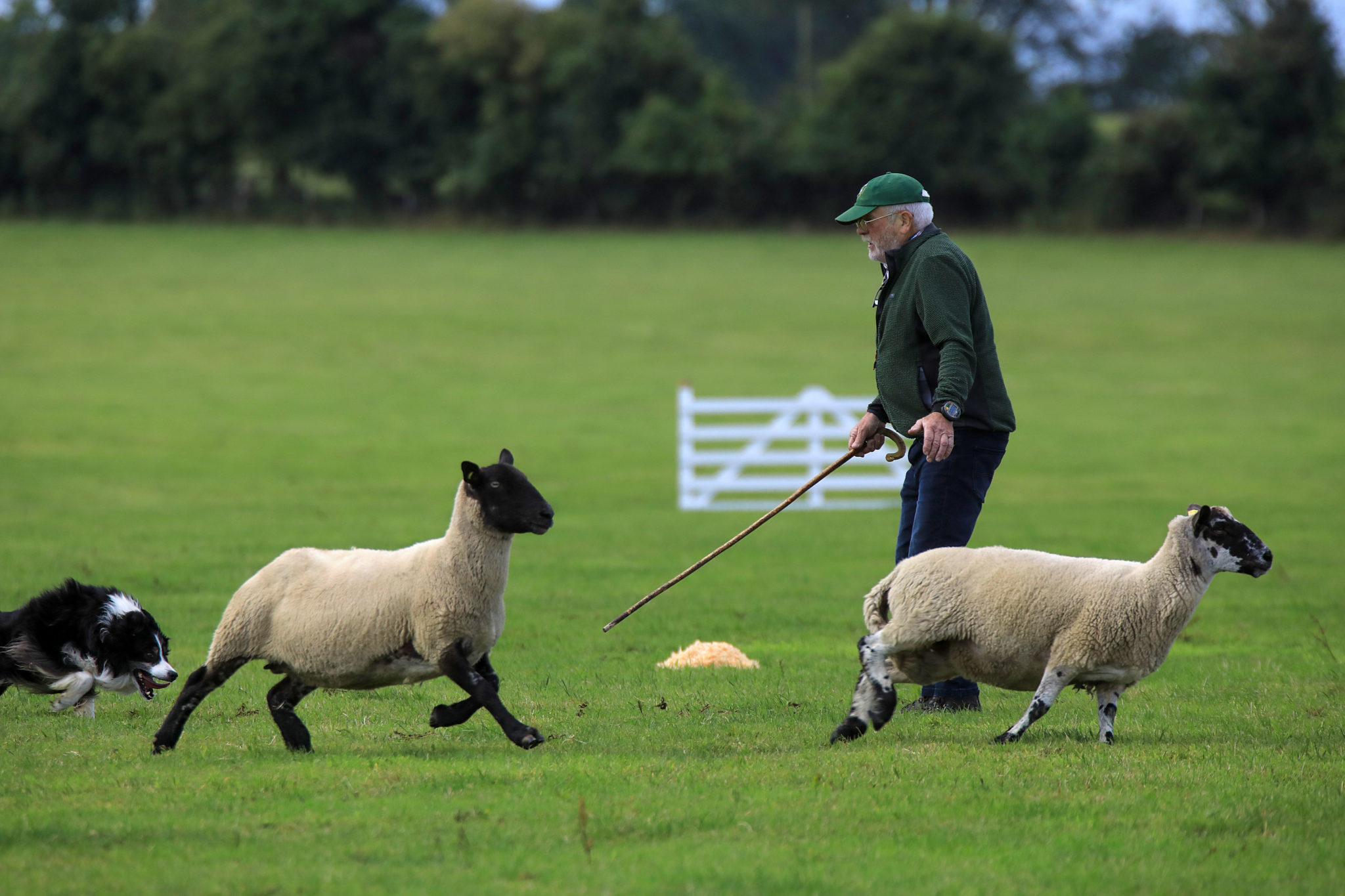Irish team selected for International Sheepdog Trials Agriland.ie Irish team selected for International Sheepdog Trials Agriland.ie
