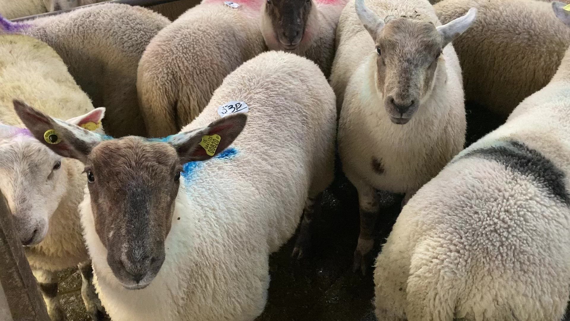 Finished lamb prices back by up to €5/head Agriland.ie