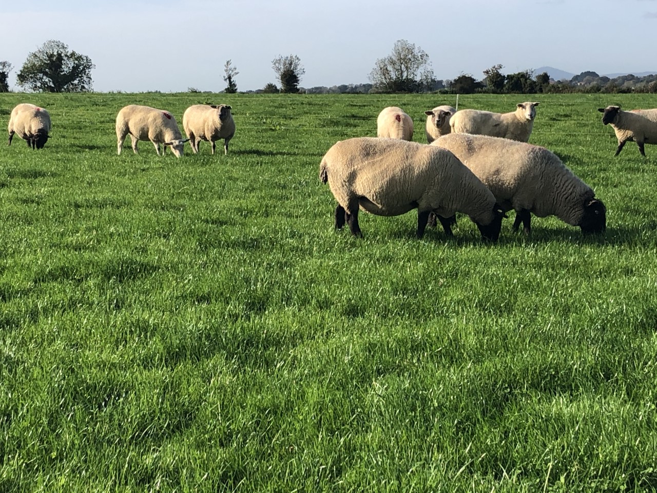 National Sheep Welfare Scheme To Require 3 Actions In 2025 Agriland ie