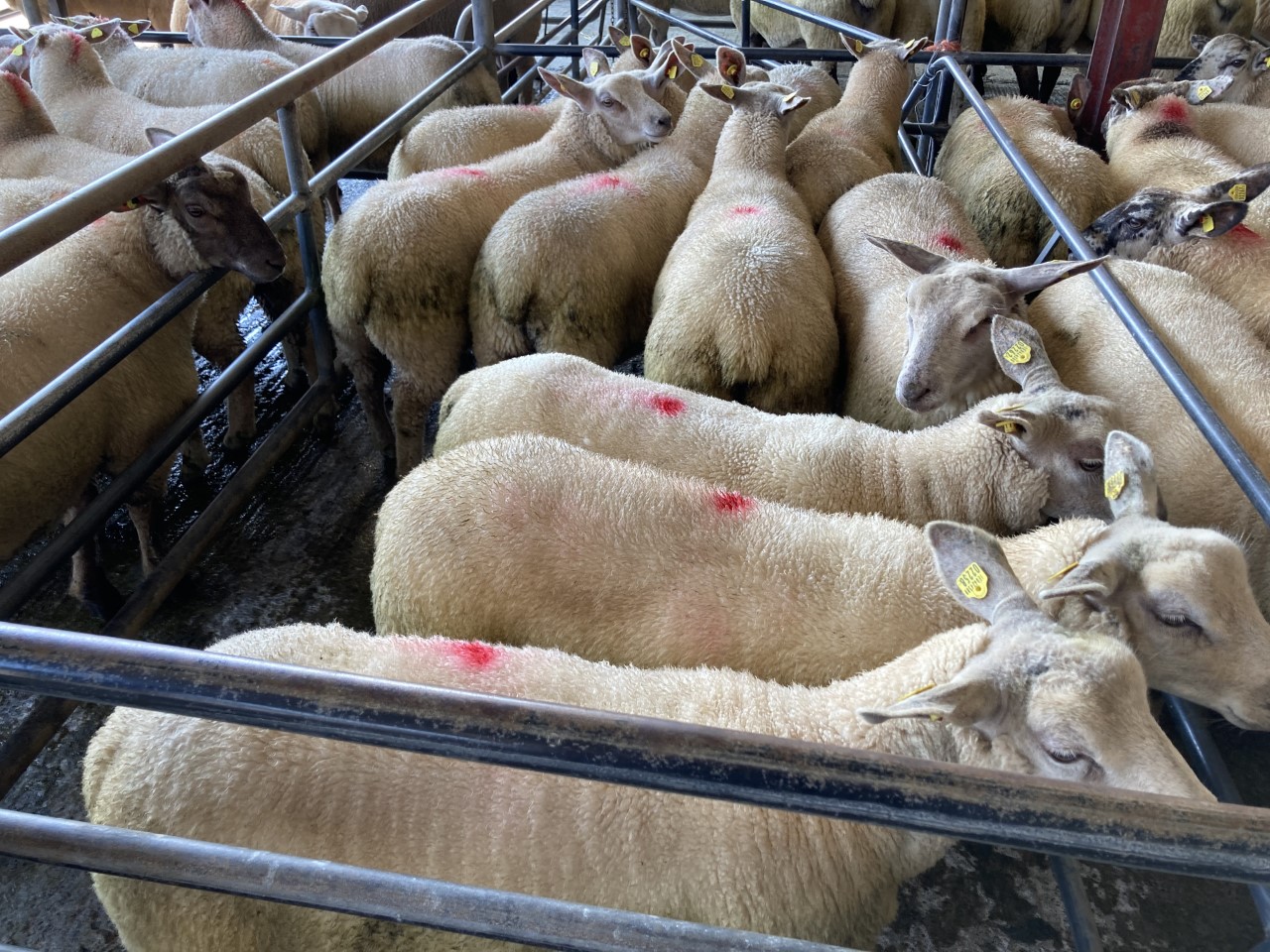 Sheep kill: Throughput rises to break 64,000 head