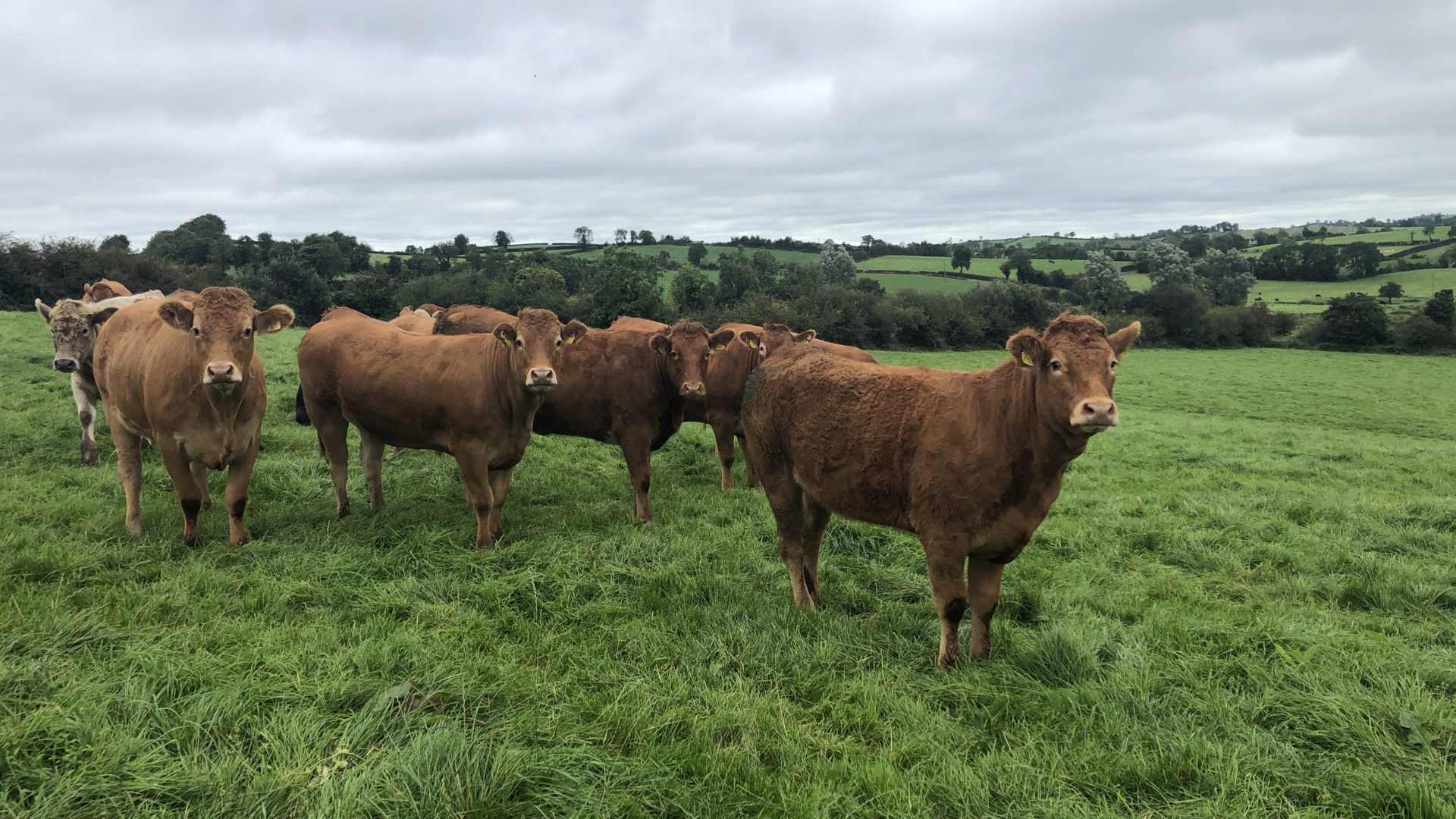 Factory quotes hold as Christmas beef kill beckons Agriland.ie