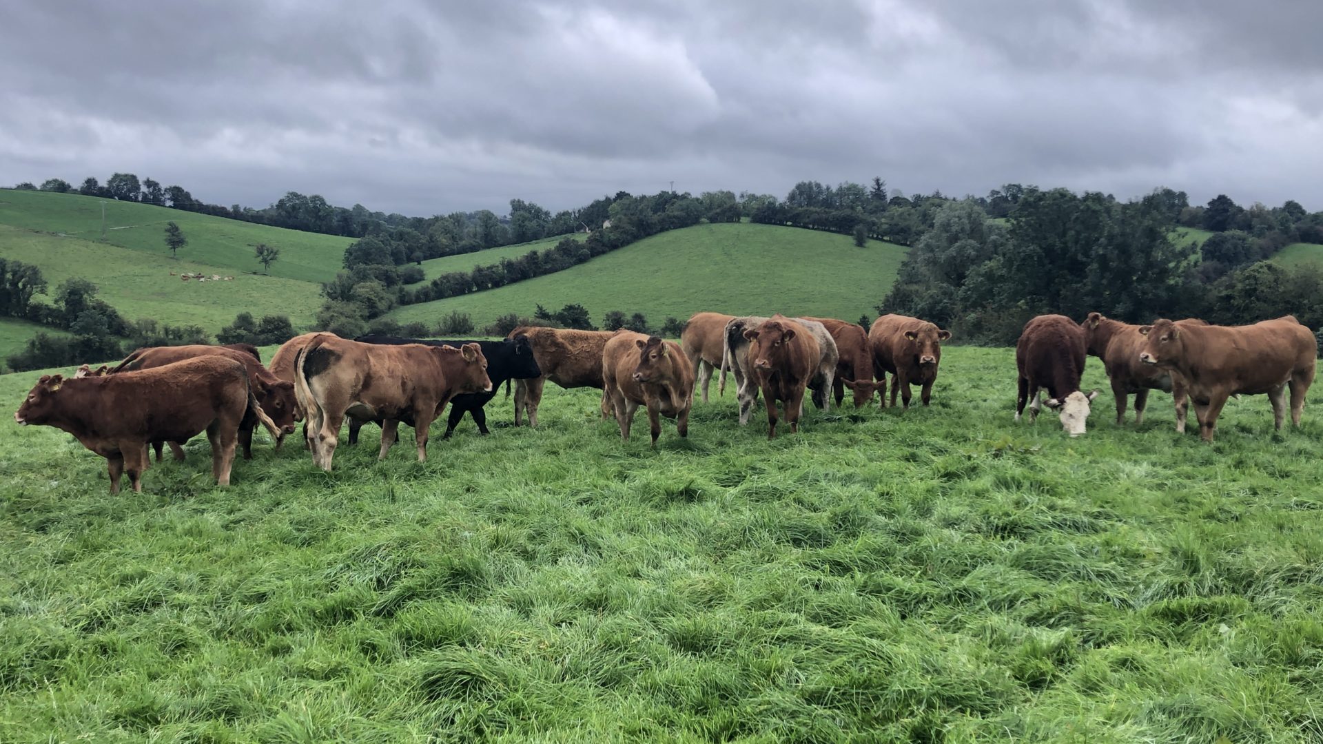 Weather suits suckler farmers for weaning calves outdoors Agriland.ie