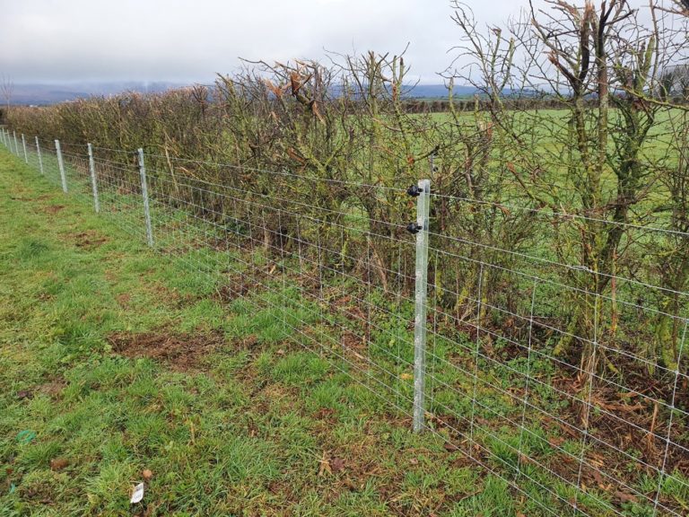 Sheep fencing solutions for Irish farmers Agriland.ie