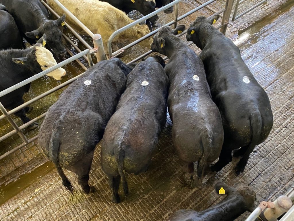 Angus animals at the mart