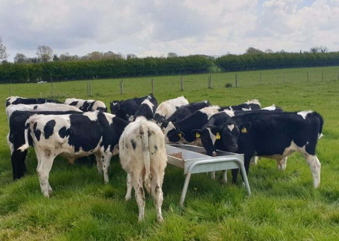 Beef cross dairy steers finished off grass under 22 months in NI