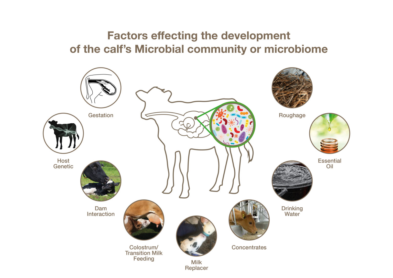 Key components of a successful start for a healthy calf - Agriland.ie