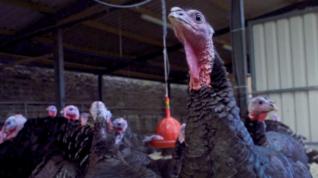 A tradition of rearing turkeys on Meath family farm