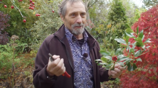 Festive Holly, an Irish Tradition