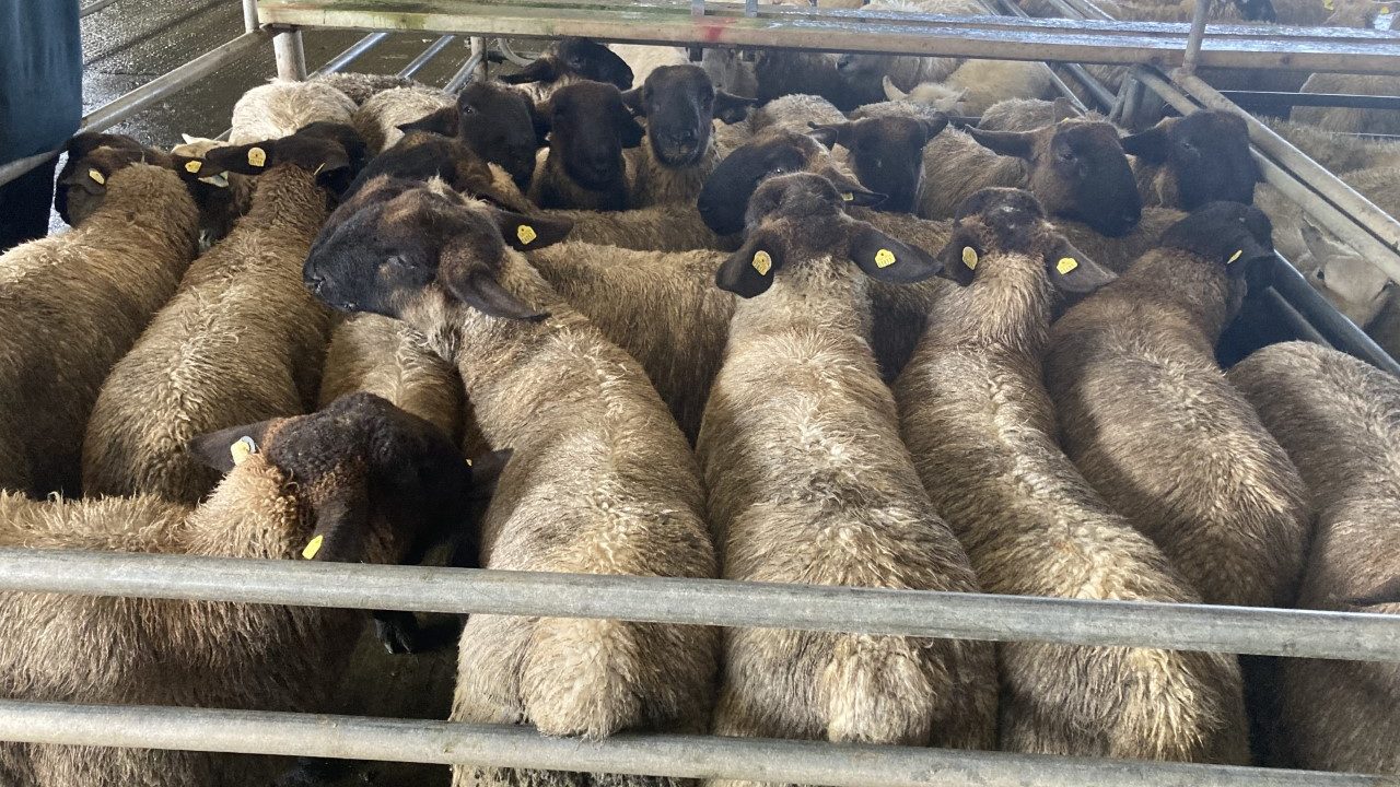 Sheep kill: Throughput for last week surpasses 52,000 head - Agriland.ie