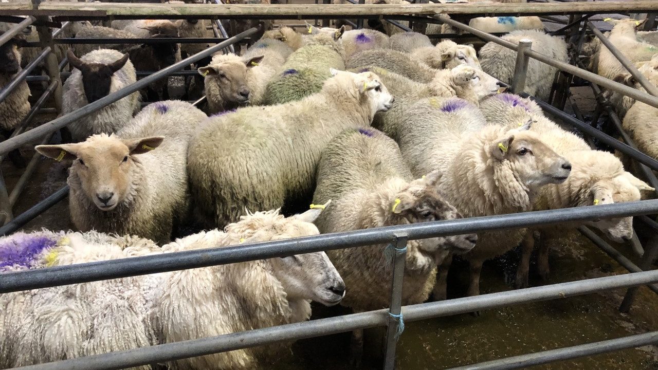 Sheep kill: Throughput falls over 2,000 head - Agriland.ie