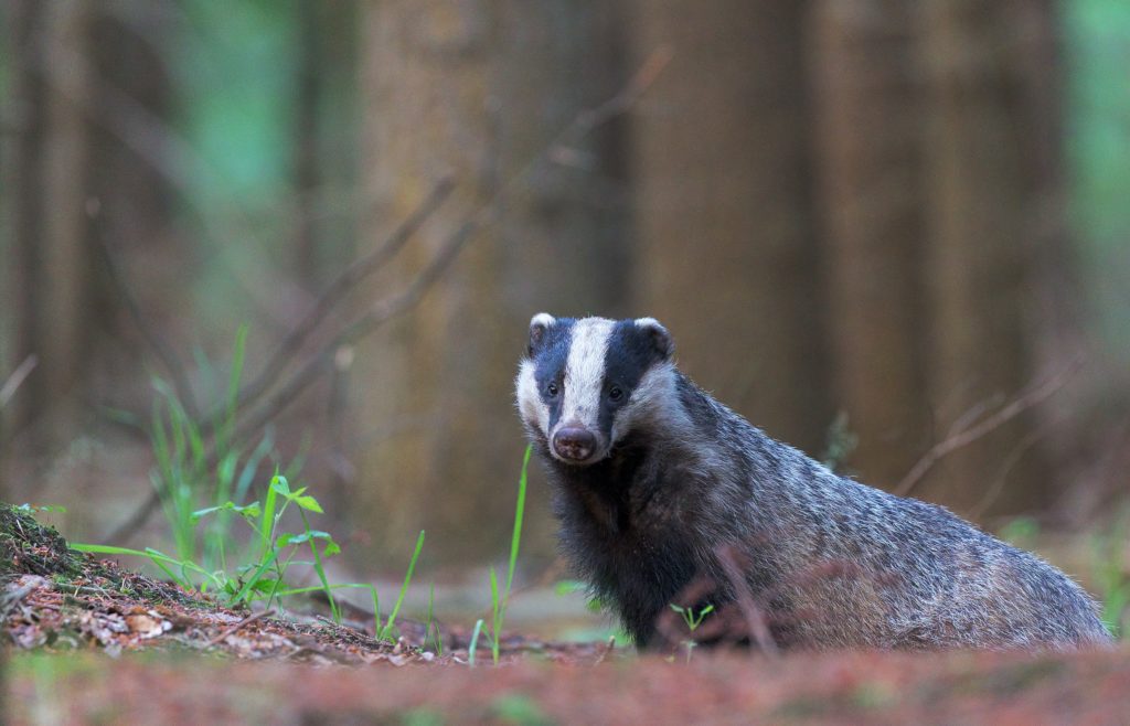 BVA Badger culling TB