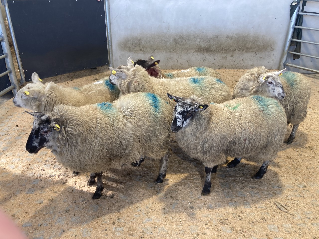 Pics and prices Cull ewes getting €200/head in Blessington Agriland.ie