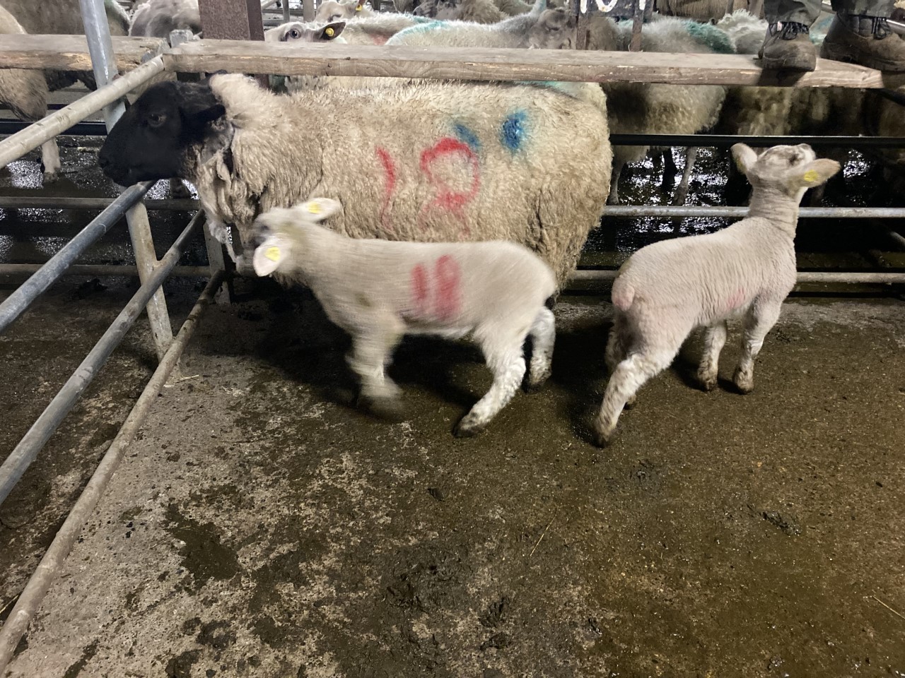 Pics and prices Cull ewe prices reach €220/head at Ballinasloe Mart