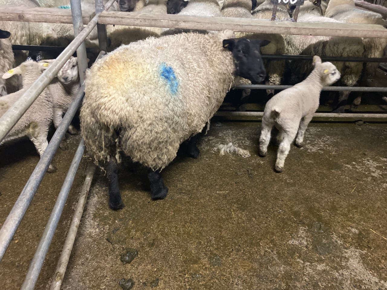 Pics and prices Cull ewe prices reach €220/head at Ballinasloe Mart