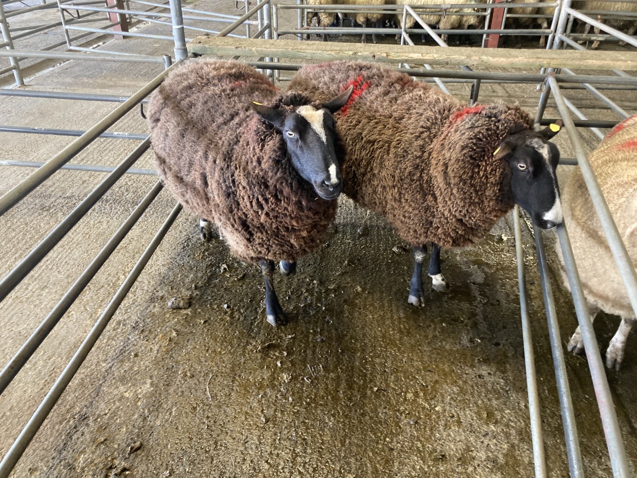 Pics and prices Cull ewes top €230 at Mountbellew Mart Agriland.ie