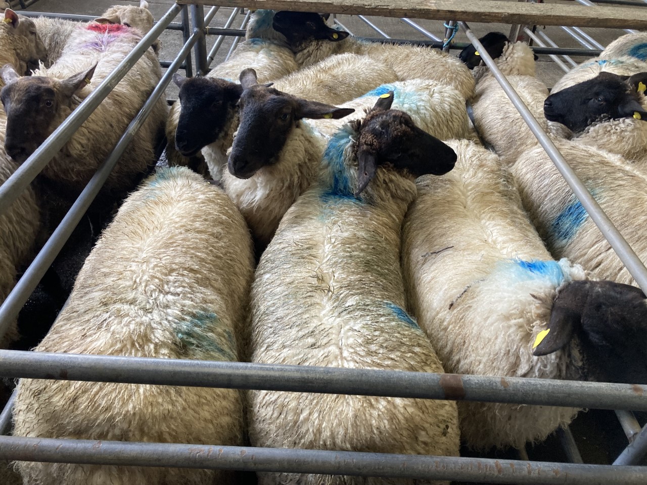 Pics and prices Cull ewes top €230 at Mountbellew Mart Agriland.ie