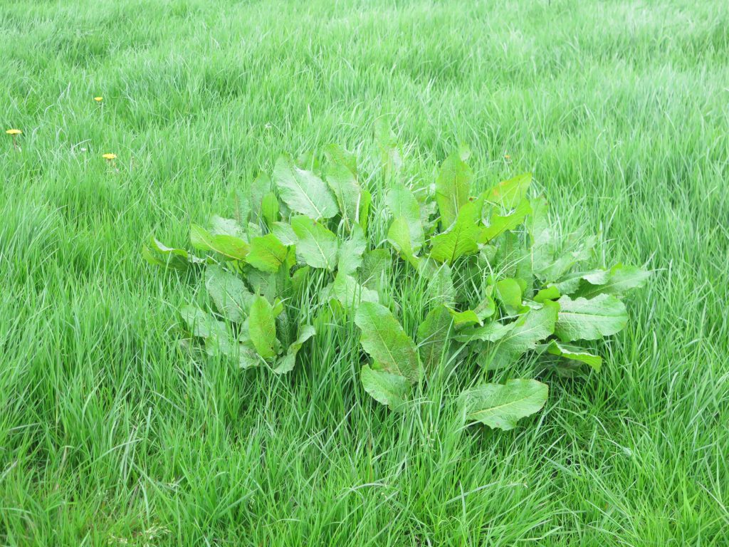 Weed control needed as warm weather drives growth