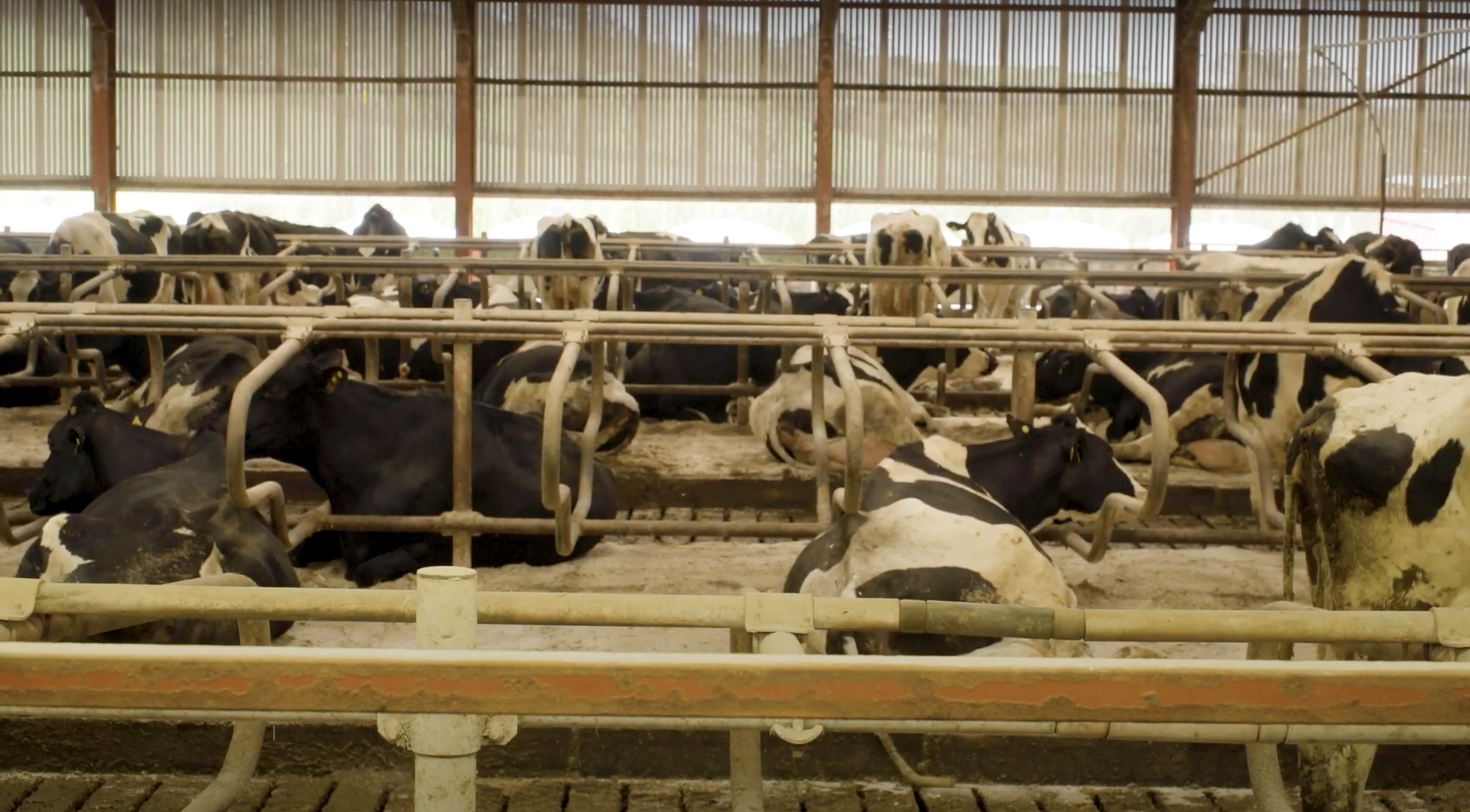 How to: Get your heifers and cows ready to calve