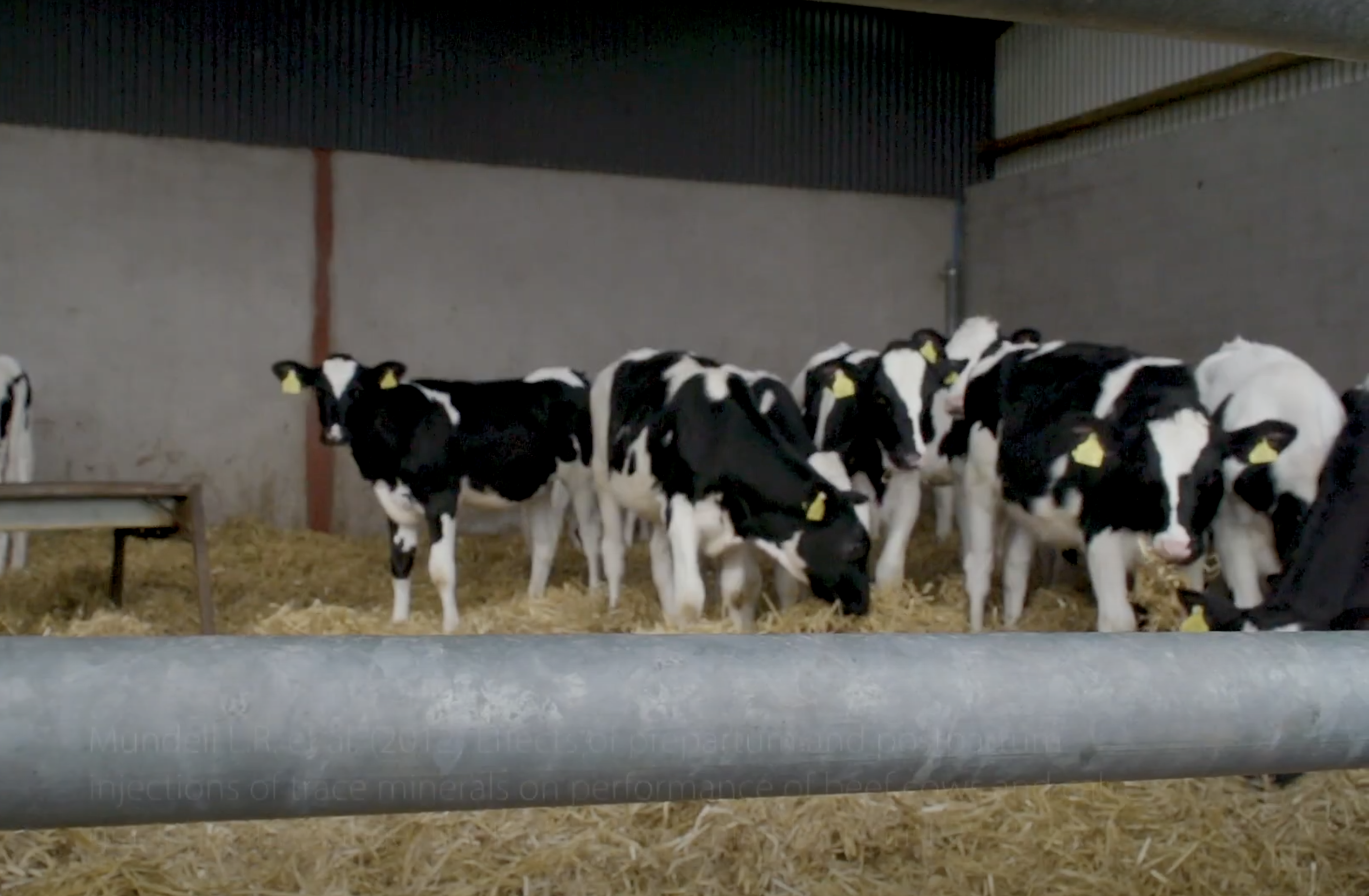 How to: Get your cows ready for breeding