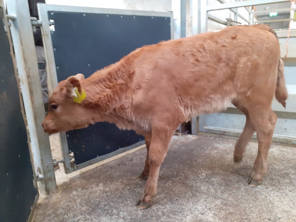Stronger calves still a good trade at Waterford Ross Agriland.ie