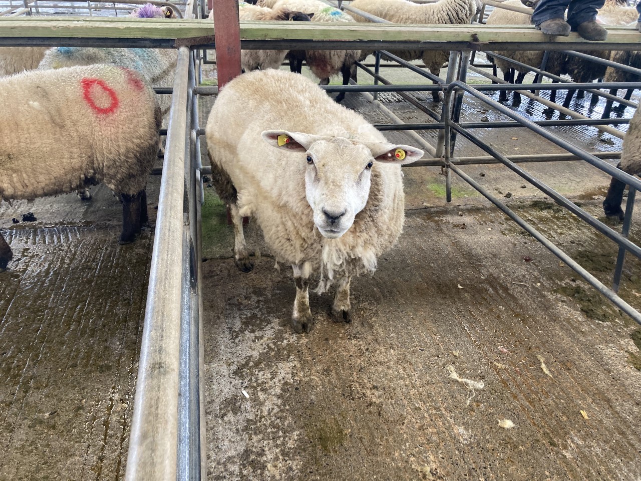 Cull ewes and hoggets shine over spring lambs at Loughrea