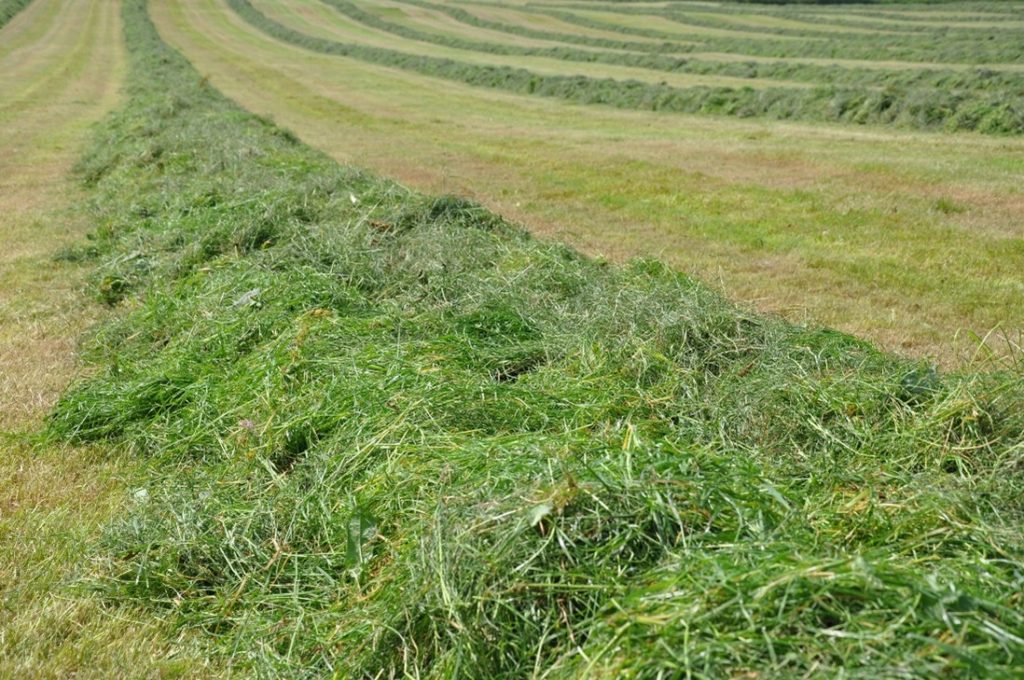 Maximising the performance of your silage additives - Agriland.ie