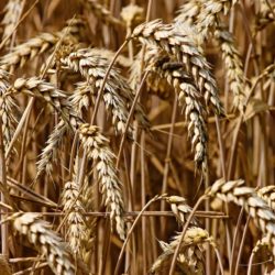 UK combinable crops condition declines in May due to dry weather