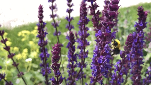 IHNSA promotes green cities and Irish plants at Bord Bia Bloom 2022