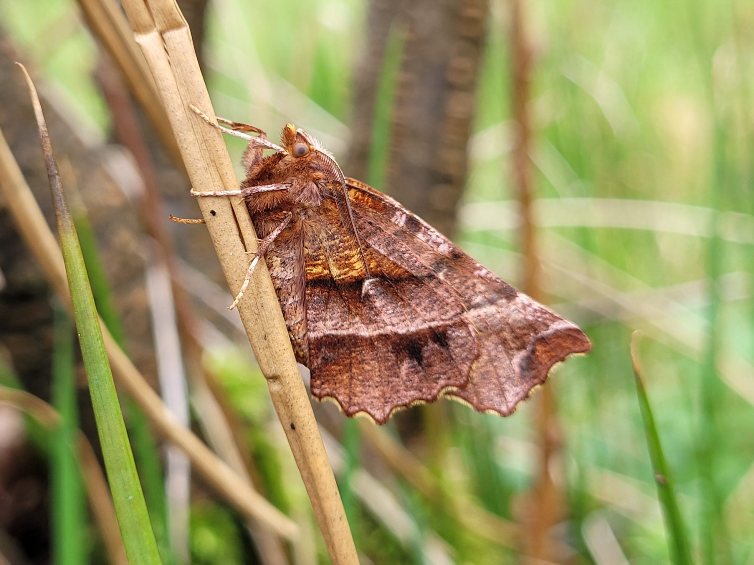 Farmers record close to 23,000 moths in monitoring scheme