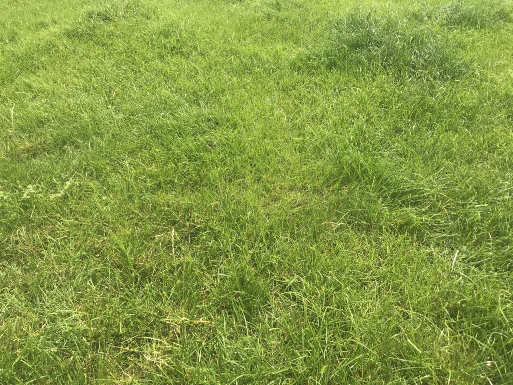IGA Dairy Summer Tour Grass is the core of the system