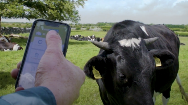 Rory Best inspires Galway farmer's herd management decision