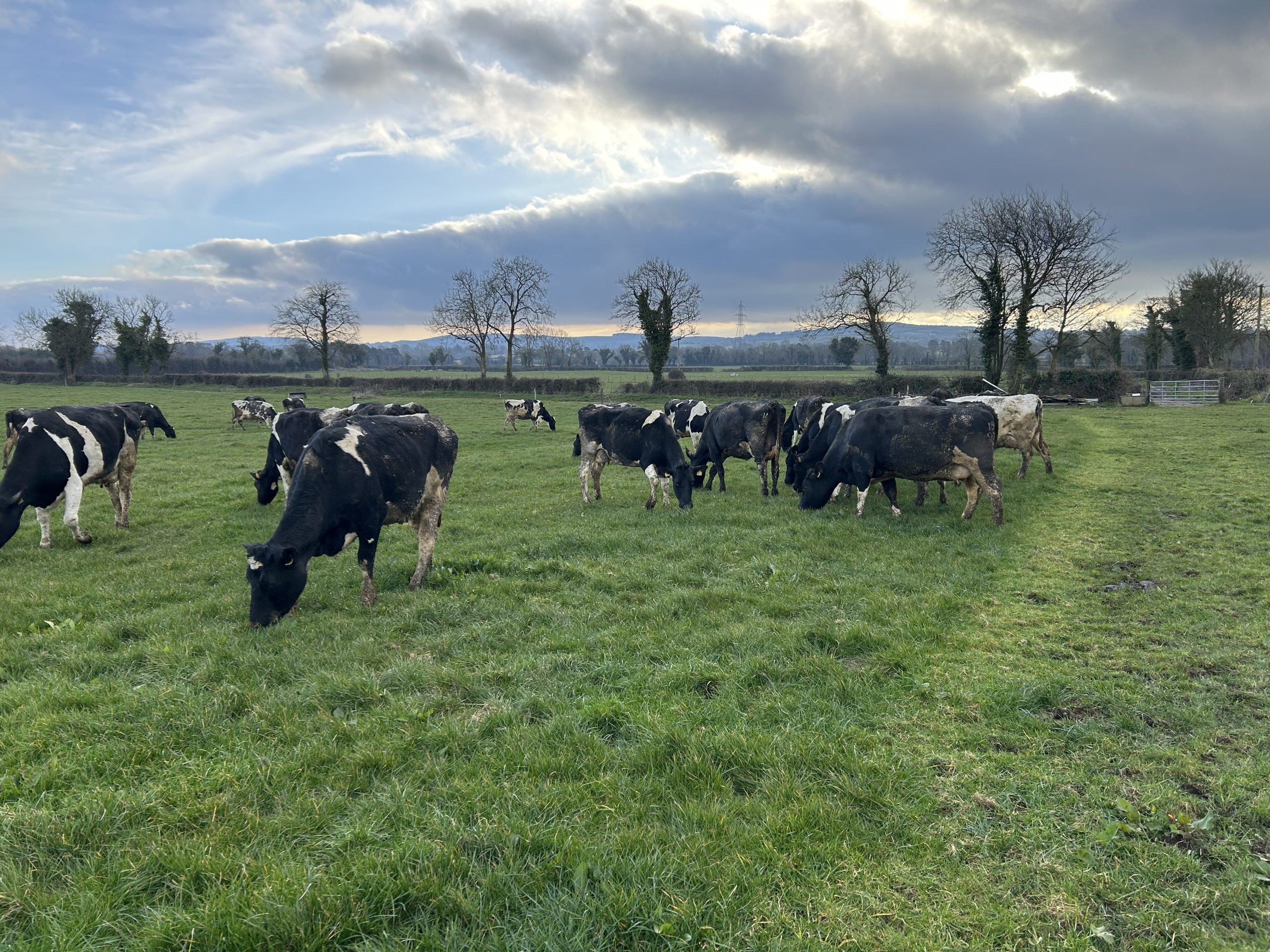 Spring grazing: Dealing with surplus grass