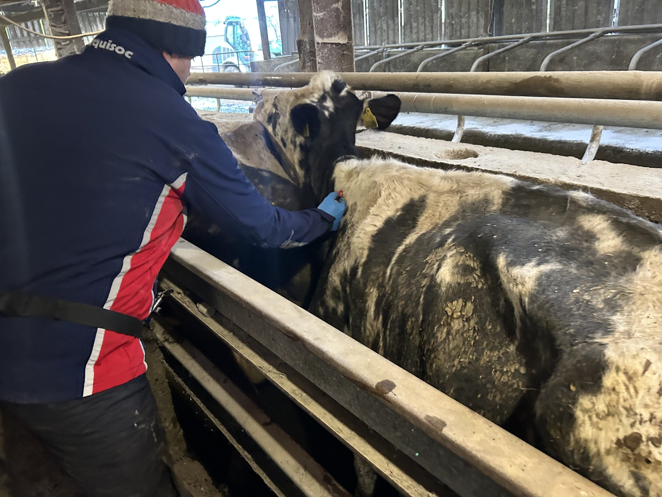 England to Introduce TB Vaccine for Cattle by 2030