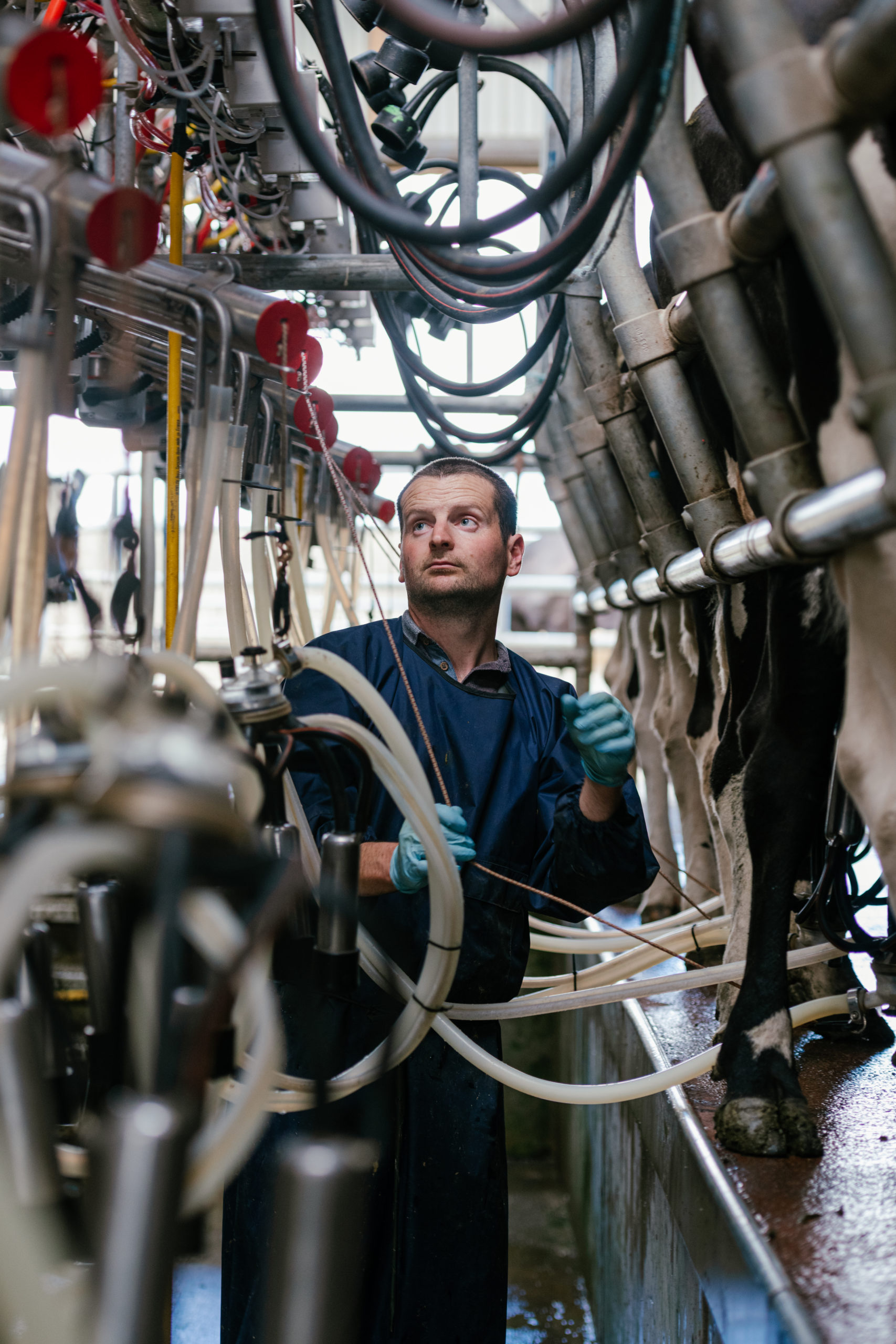 Quality Milk Awards series: 100-year-old finalist farm