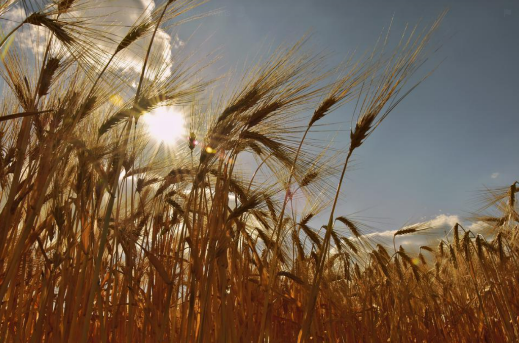 World Food Forum FAO Food price index
