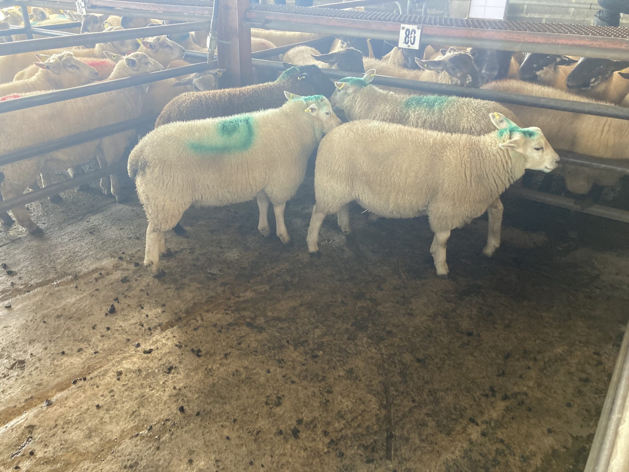 Pics and prices Ewe lambs top the trade at Mart