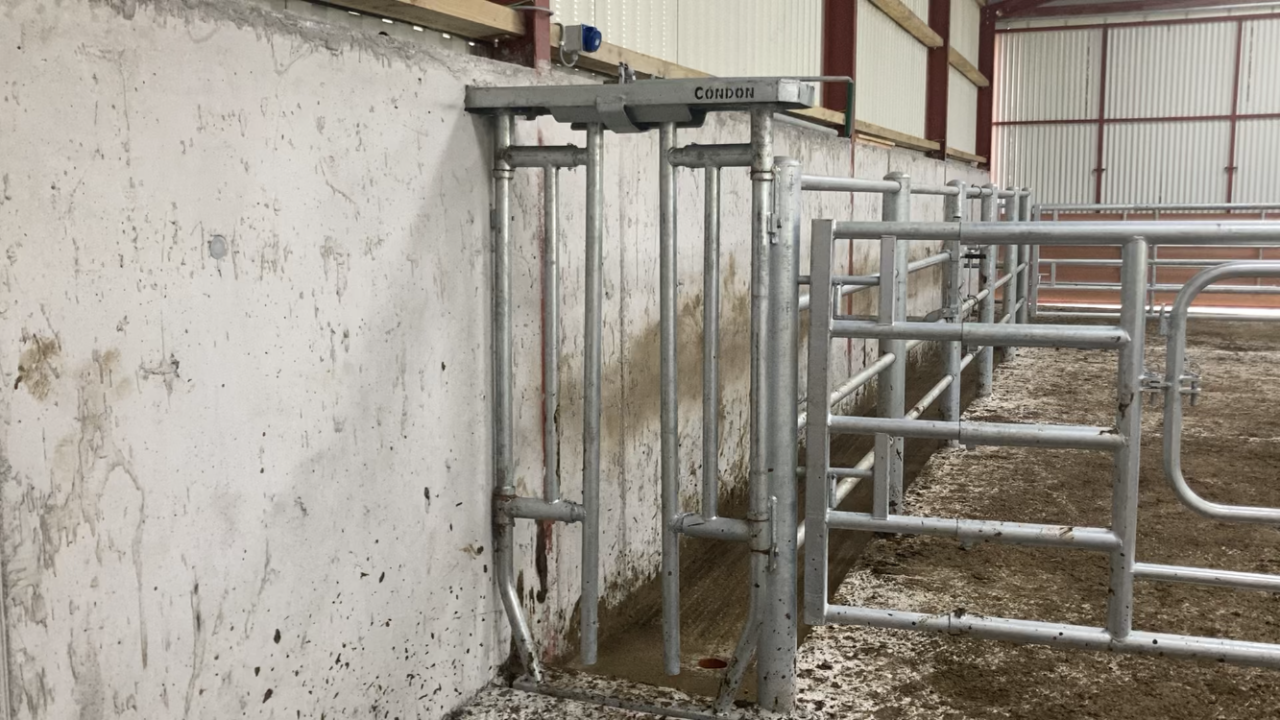 Buildings Focus: 4-bay slat and calving unit for 25-cow suckler farm