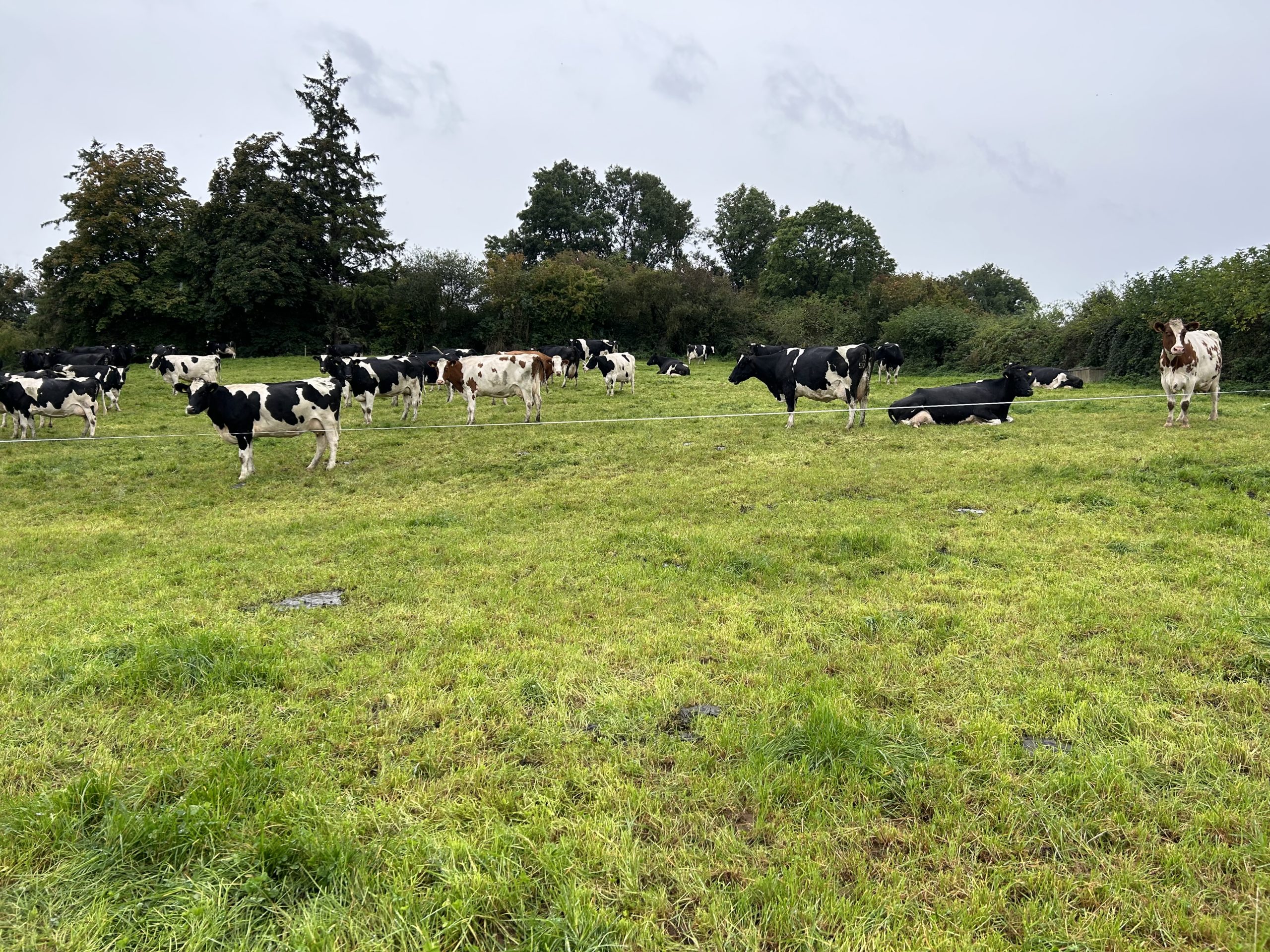 Managing bloat caused by clover in dairy cows