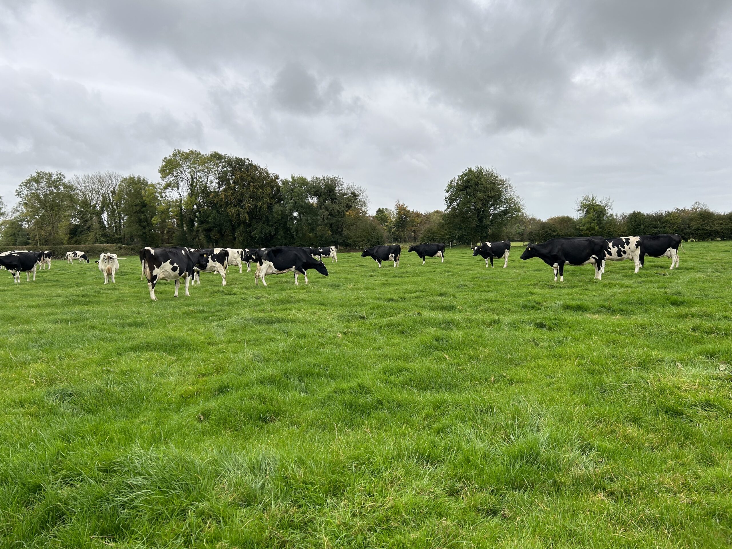 Dutch farmer's goal of breeding European Grand Champion cow