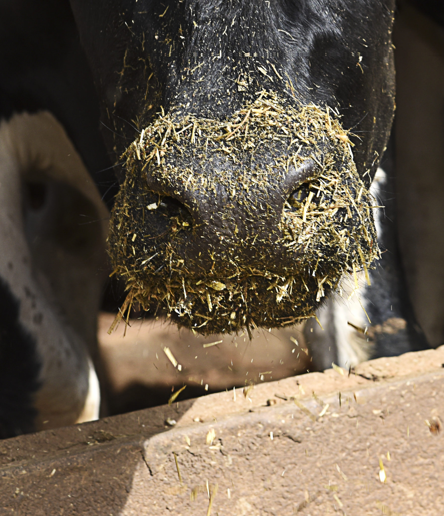 Rumen buffers The ultimate powerhouse for cows Agriland.ie