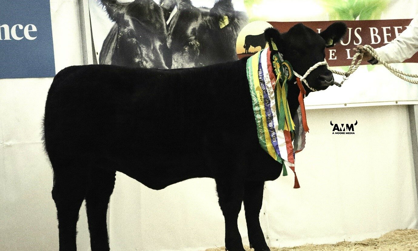 Gallery: Winners from Angus National Calf Show in Thurles