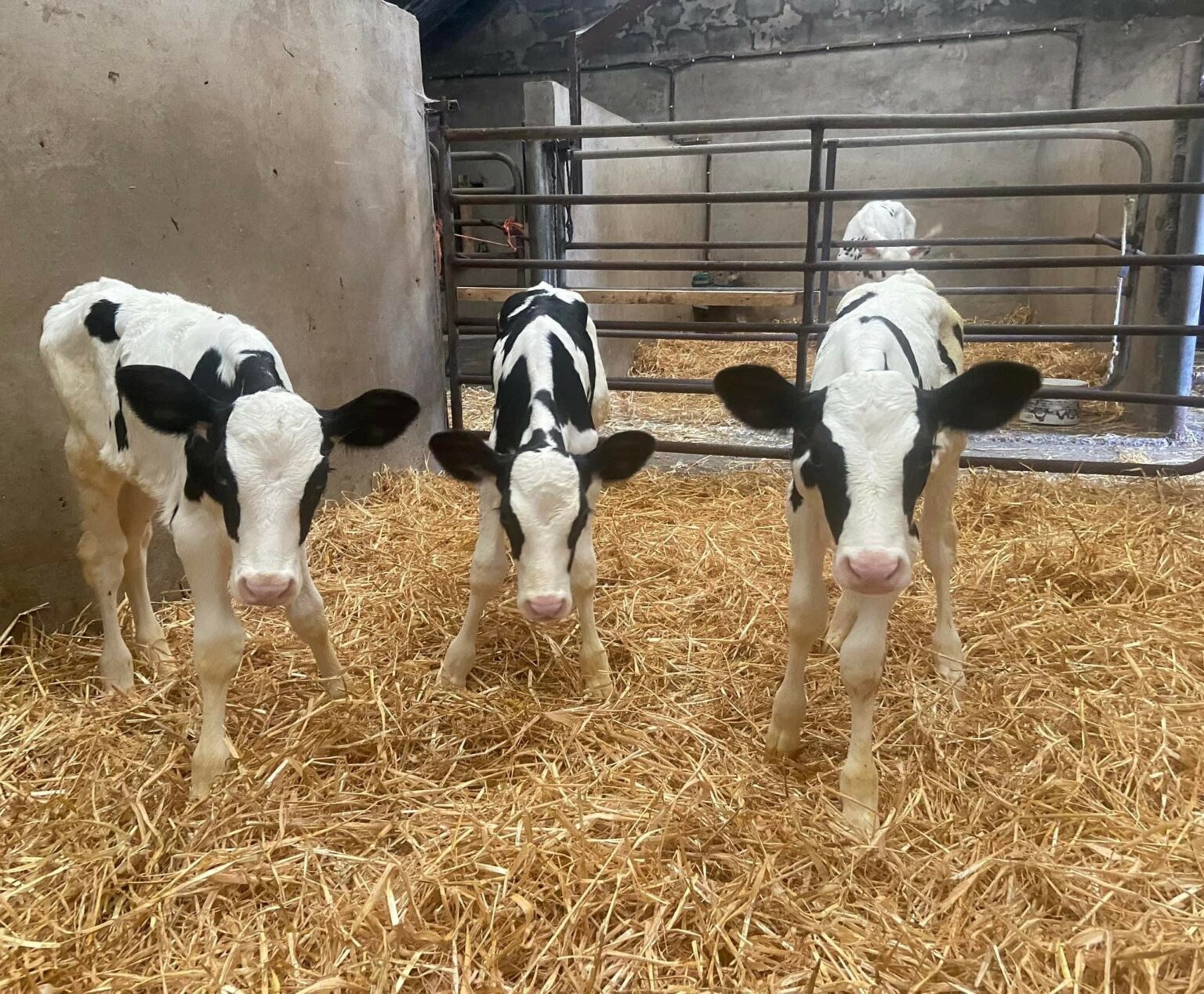 Pedigree triplet calves born on Co. Kerry farm Agriland.ie