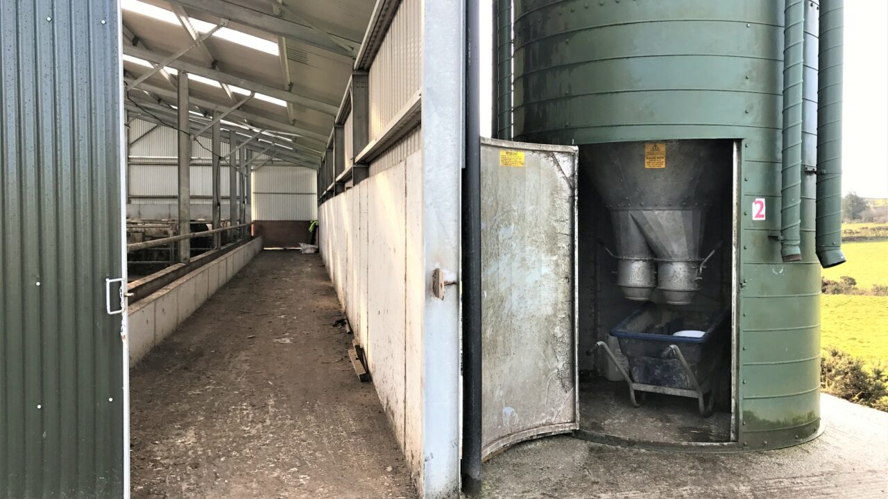 Winter Beef series: Feeding meal to cattle for finishing