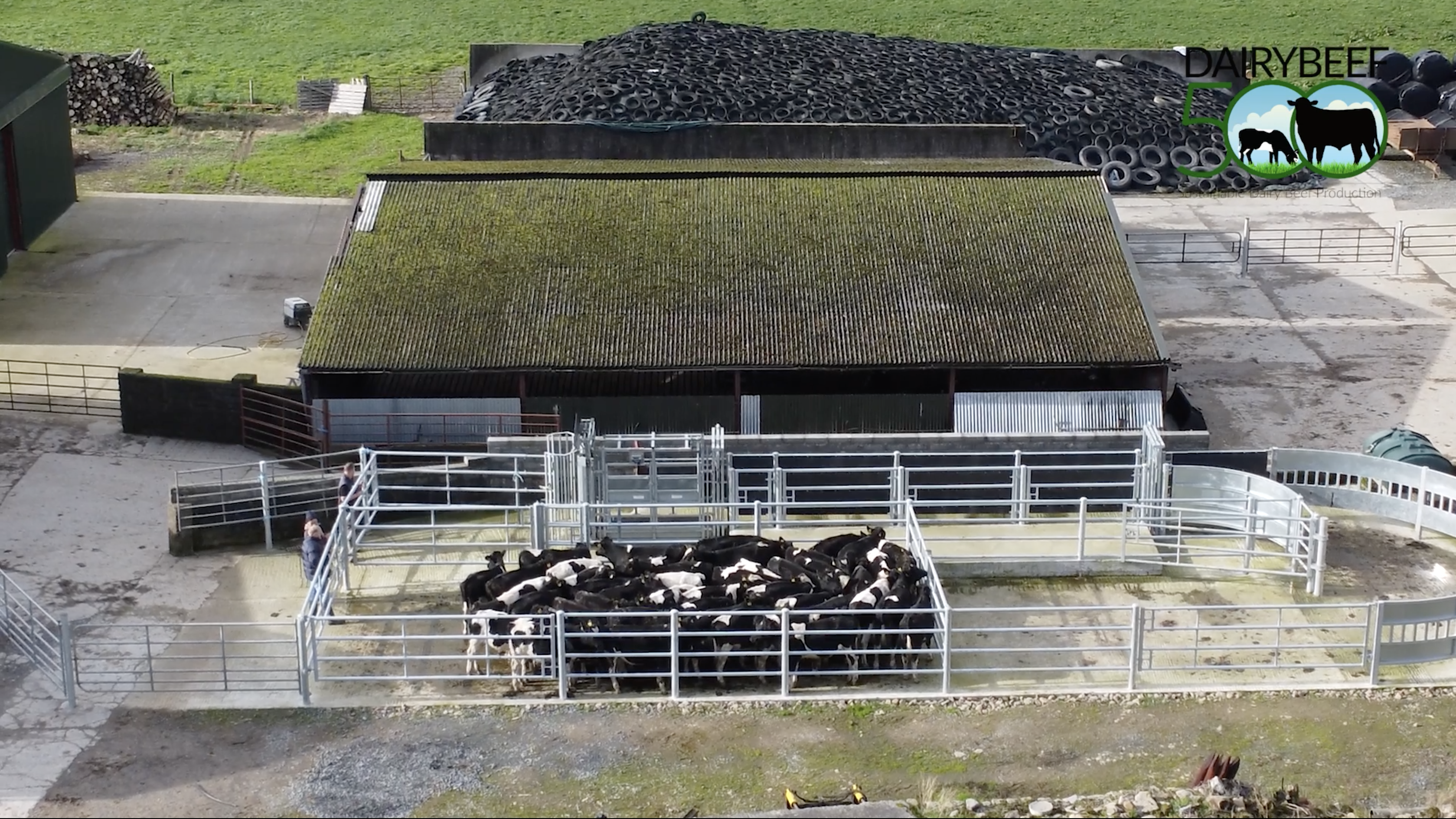 Winter Beef series: Targets for winter weight gain in cattle