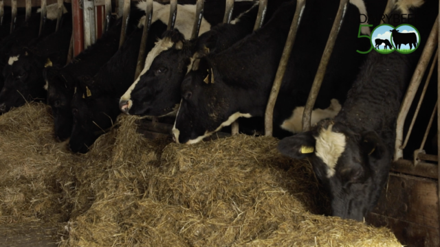 Winter Beef series: Avoiding 'the weanling weight struggle'
