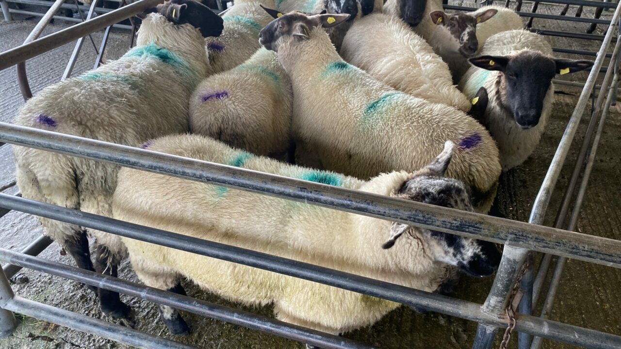 Lamb prices start 2023 70c/kg behind this time last year
