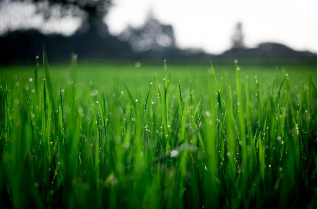 ICMSA accuses An Taisce of issuing near-hysterical lists sustainability farm plan platform nutrient management review