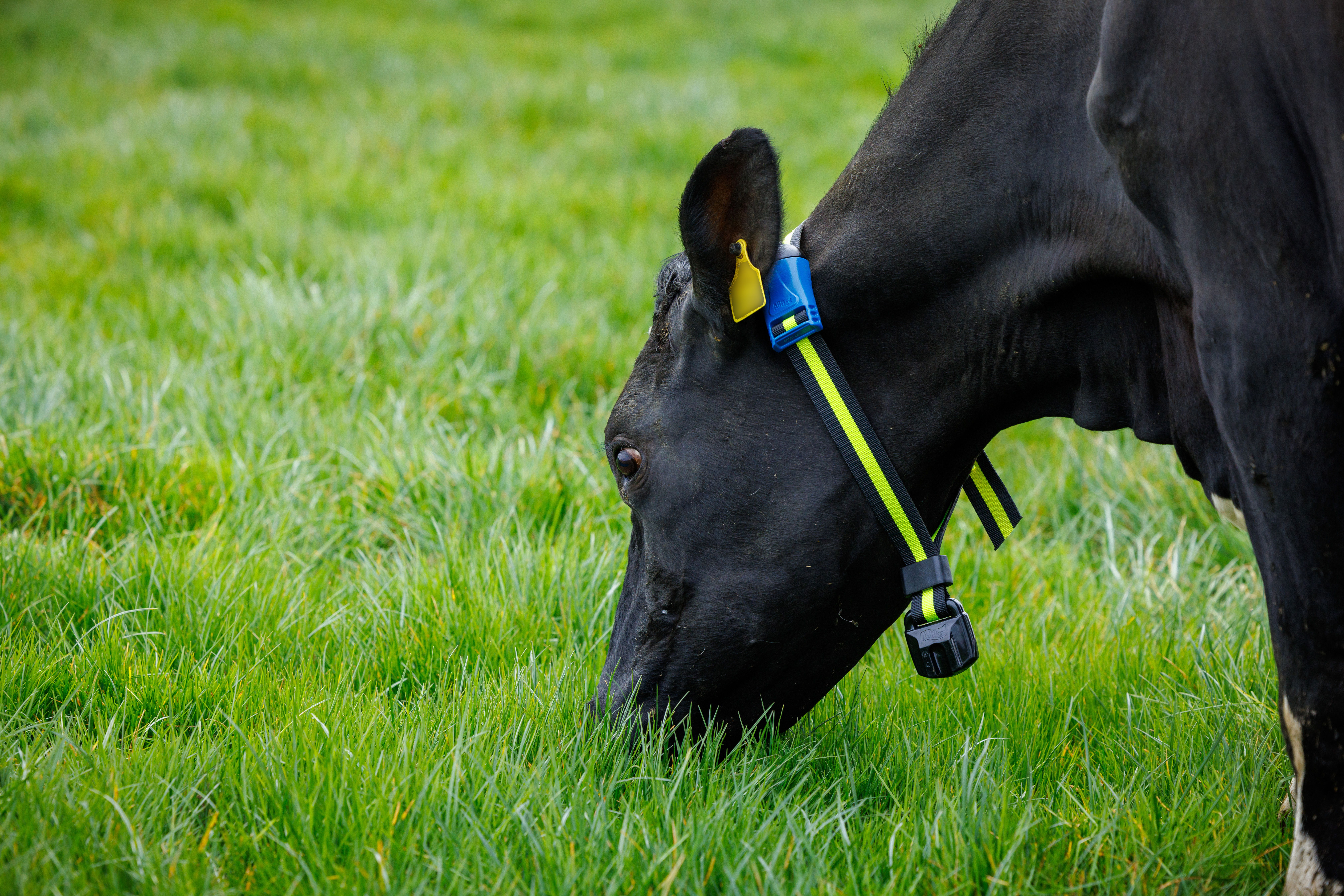 New March Animal Health Series to be launched