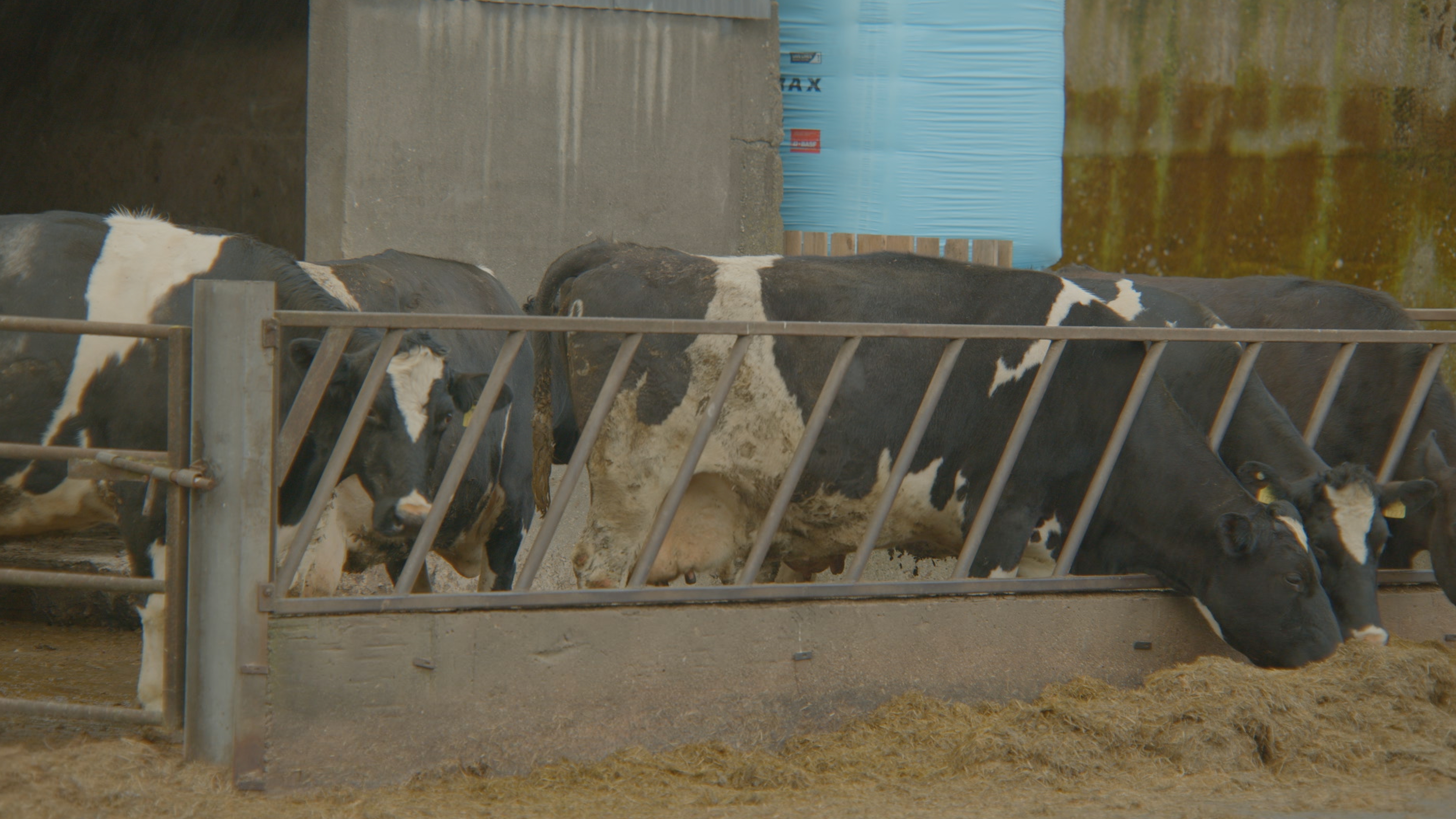 Breeding Series 2023: Long-term development, not short-term gains