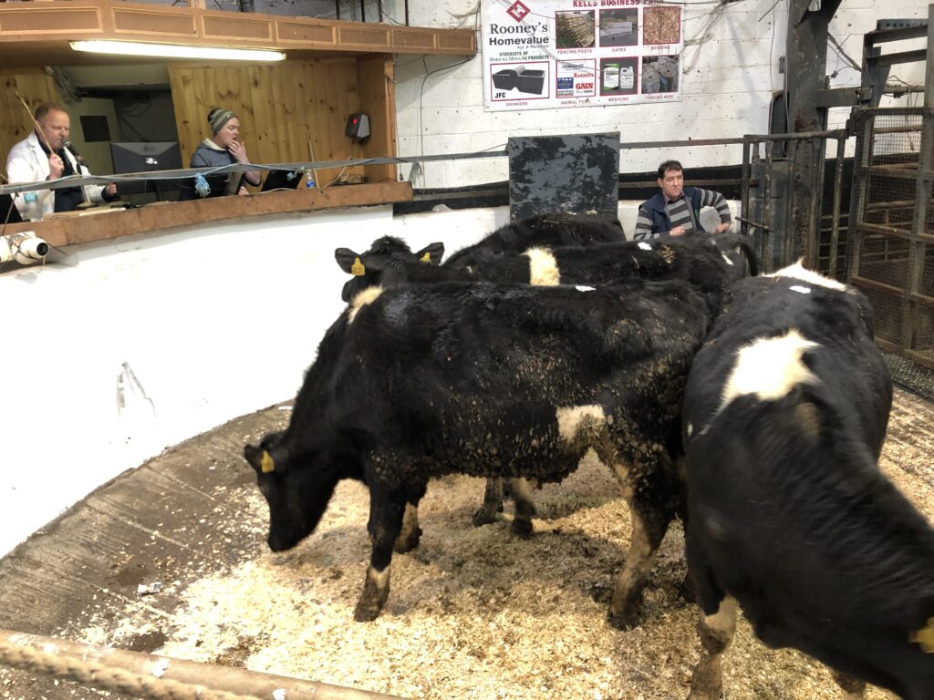 High demand for calves and bullocks at Carnaross Mart 31 IMG 9251